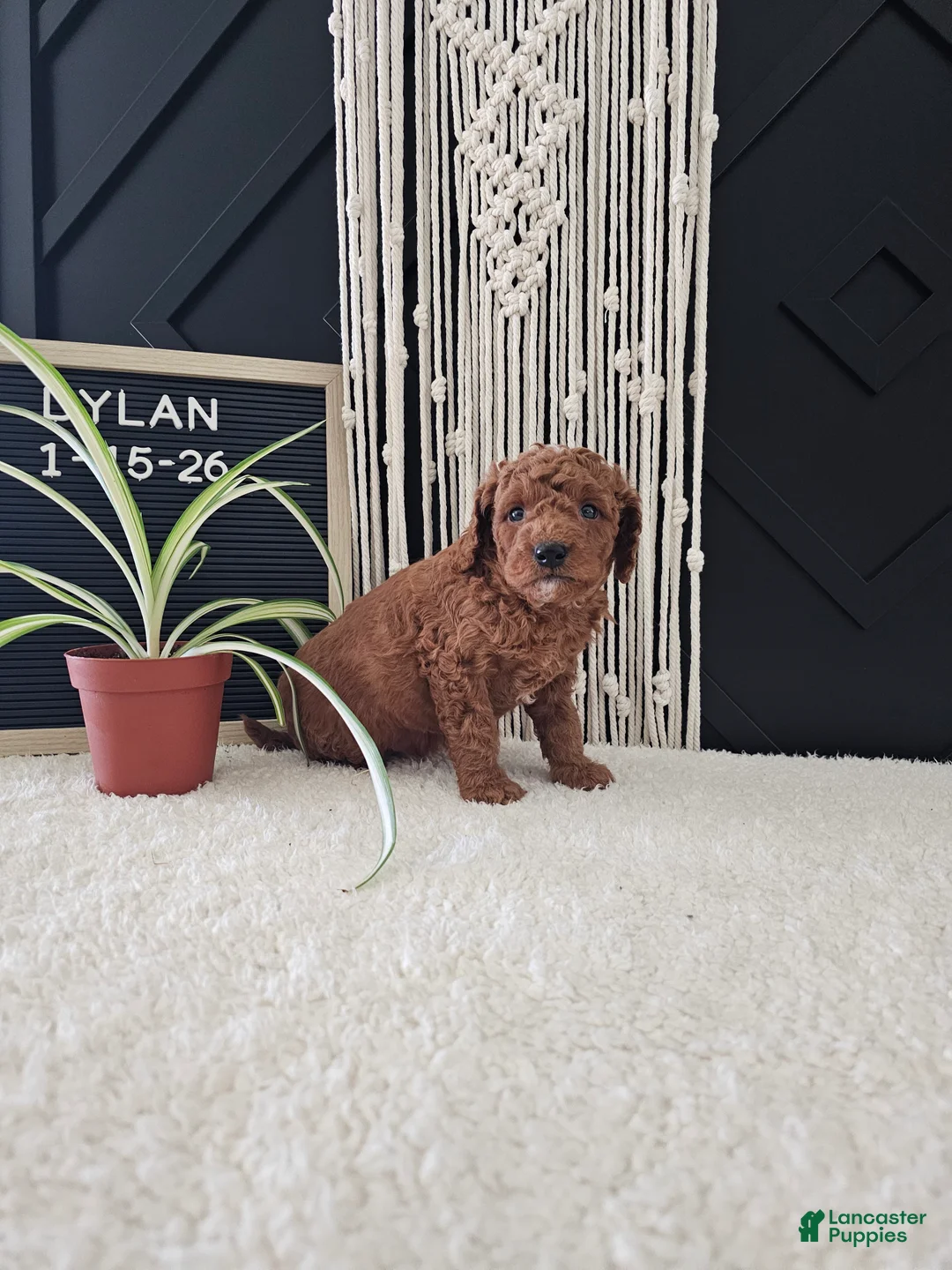 Mini Goldendoodle dogs for sale: Dylan - Ad 5
