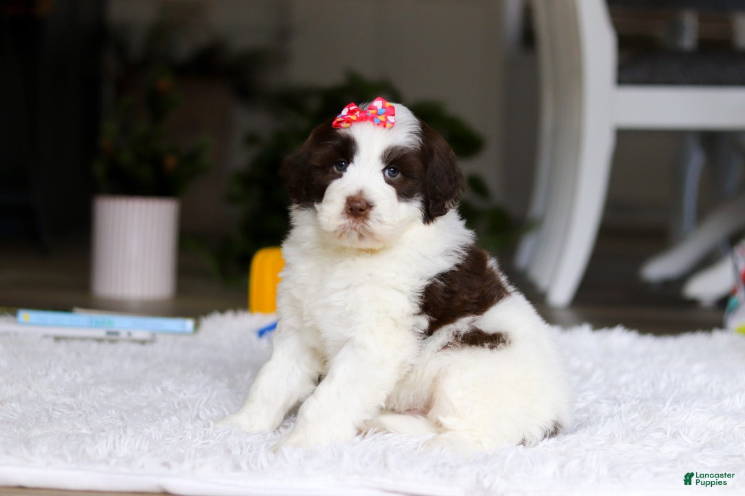 Portuguese Water Dog dogs for sale: Jewel - Ad 4