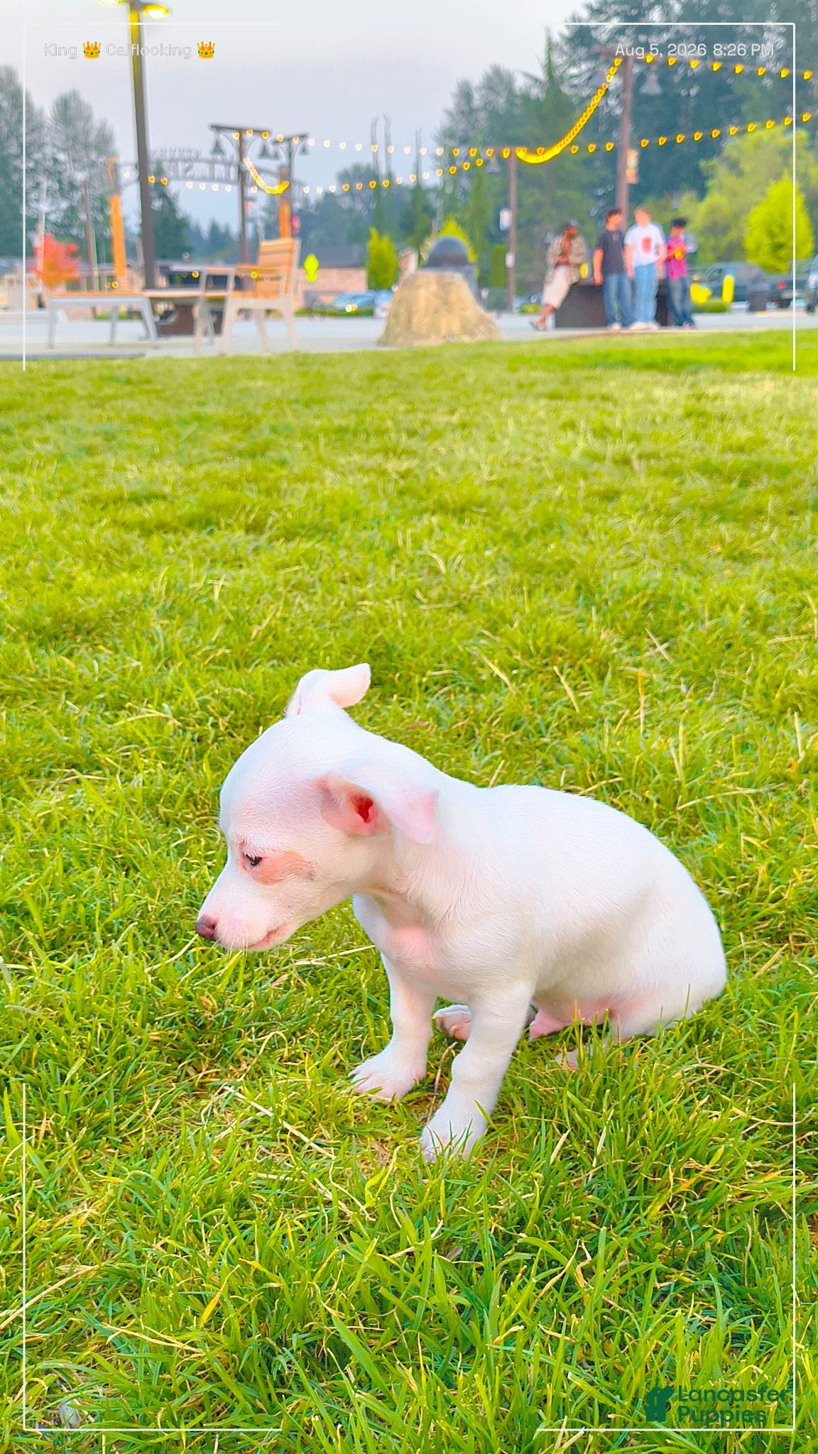 Mixed Breed dogs Mixed Breed 2 - Ad 15