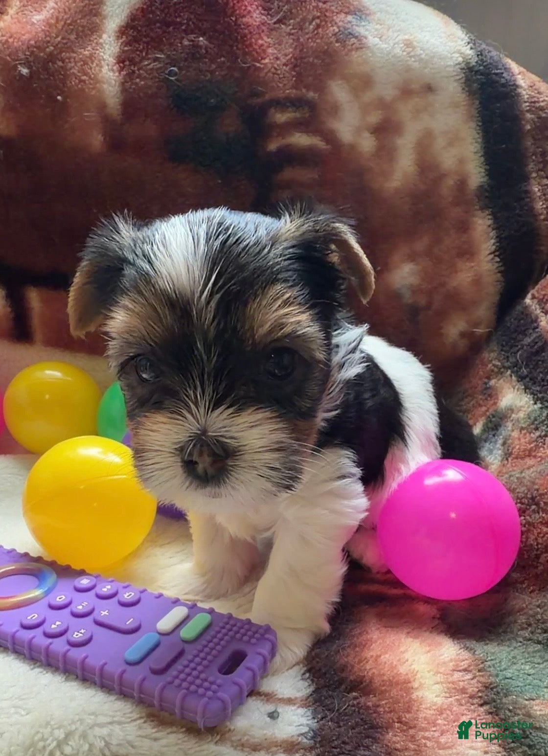 Yorkshire Terrier dogs Ahola | Yorkshire Terrier 4 - Ad 1