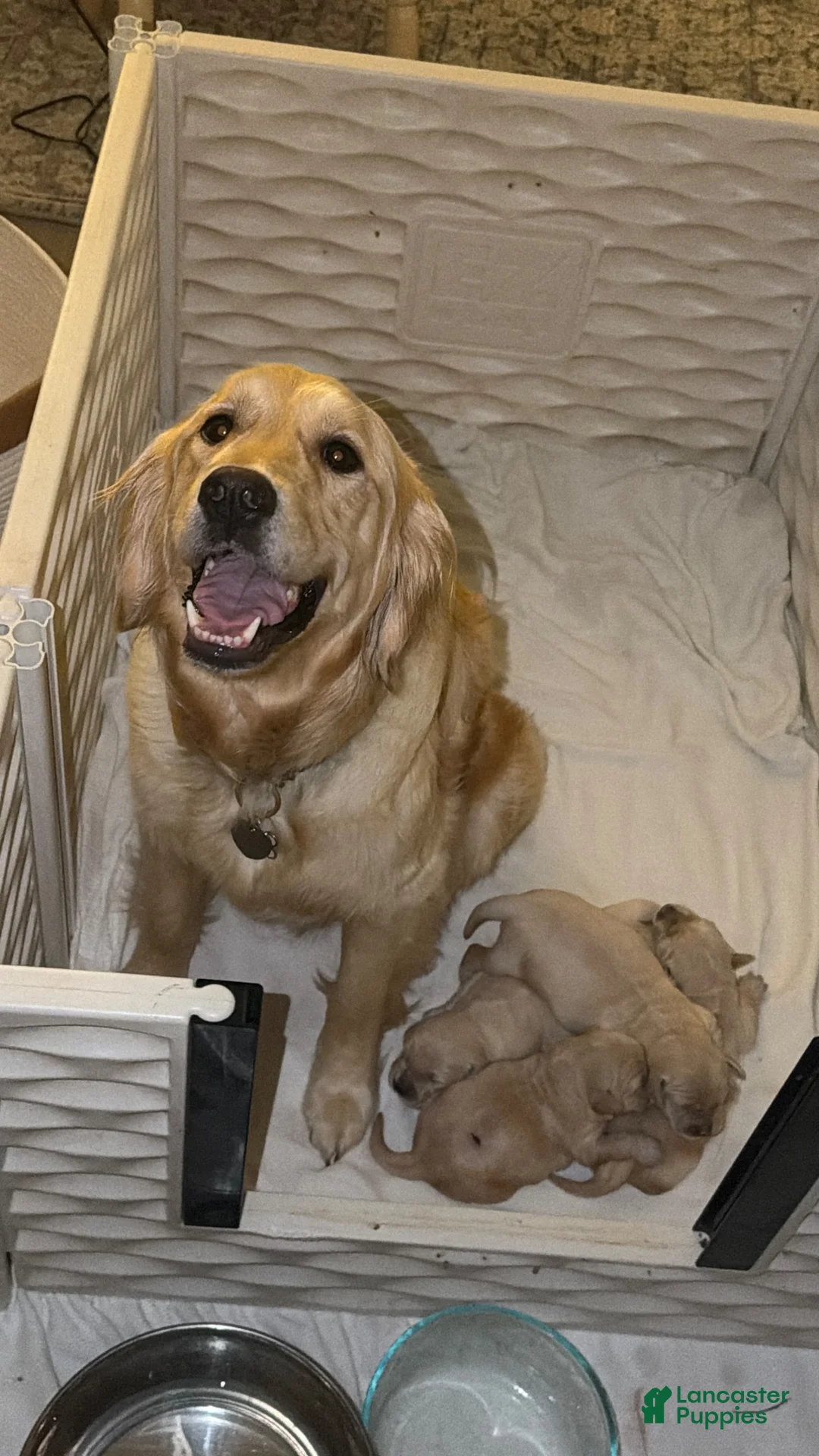 Golden Retriever dogs for sale: Maple - Ad 4