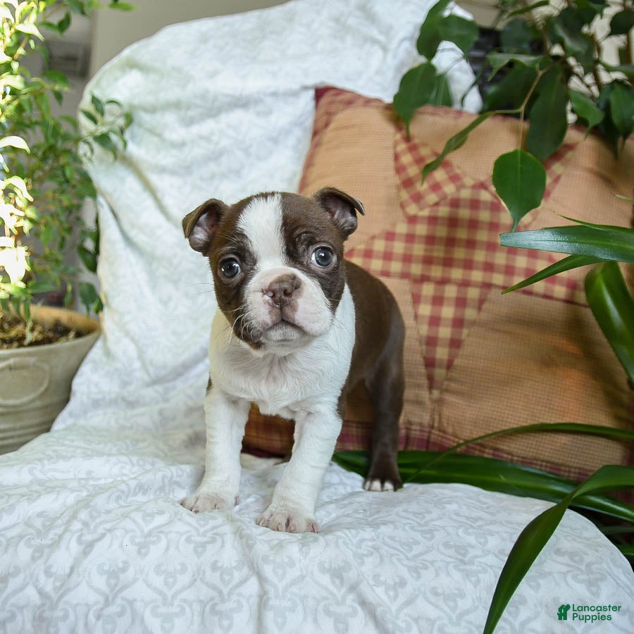 Boston Terrier dogs Happy - Ad 2