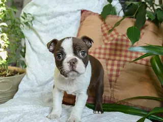 Boston Terrier dogs for sale: Happy - Ad 2