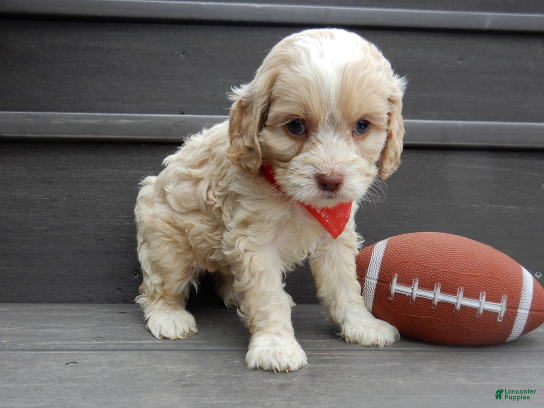 Cockapoo dogs for sale: Joey - Ad 8