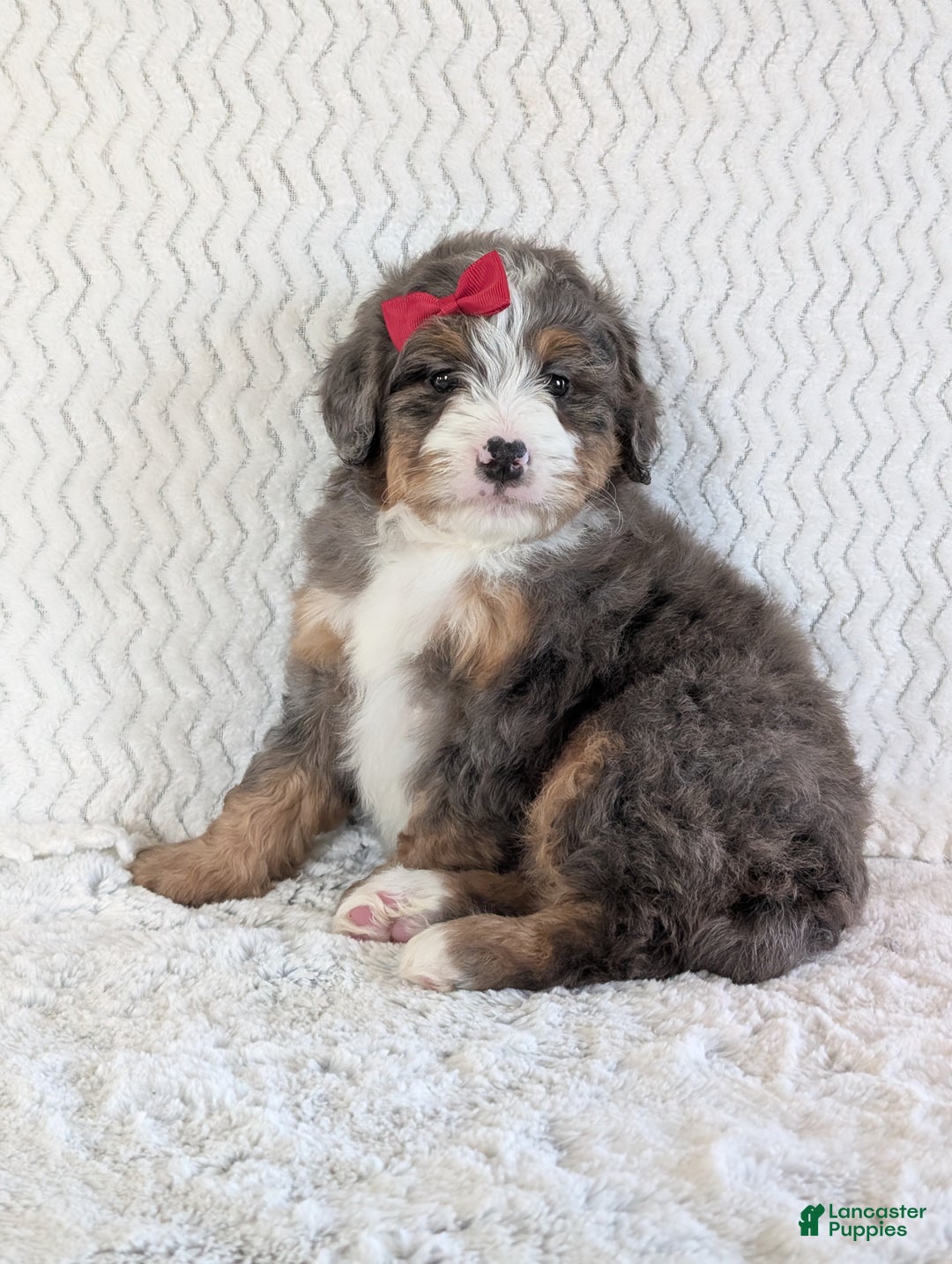 Mini Bernedoodle dogs for sale: Mini Wyatt  - Ad 11