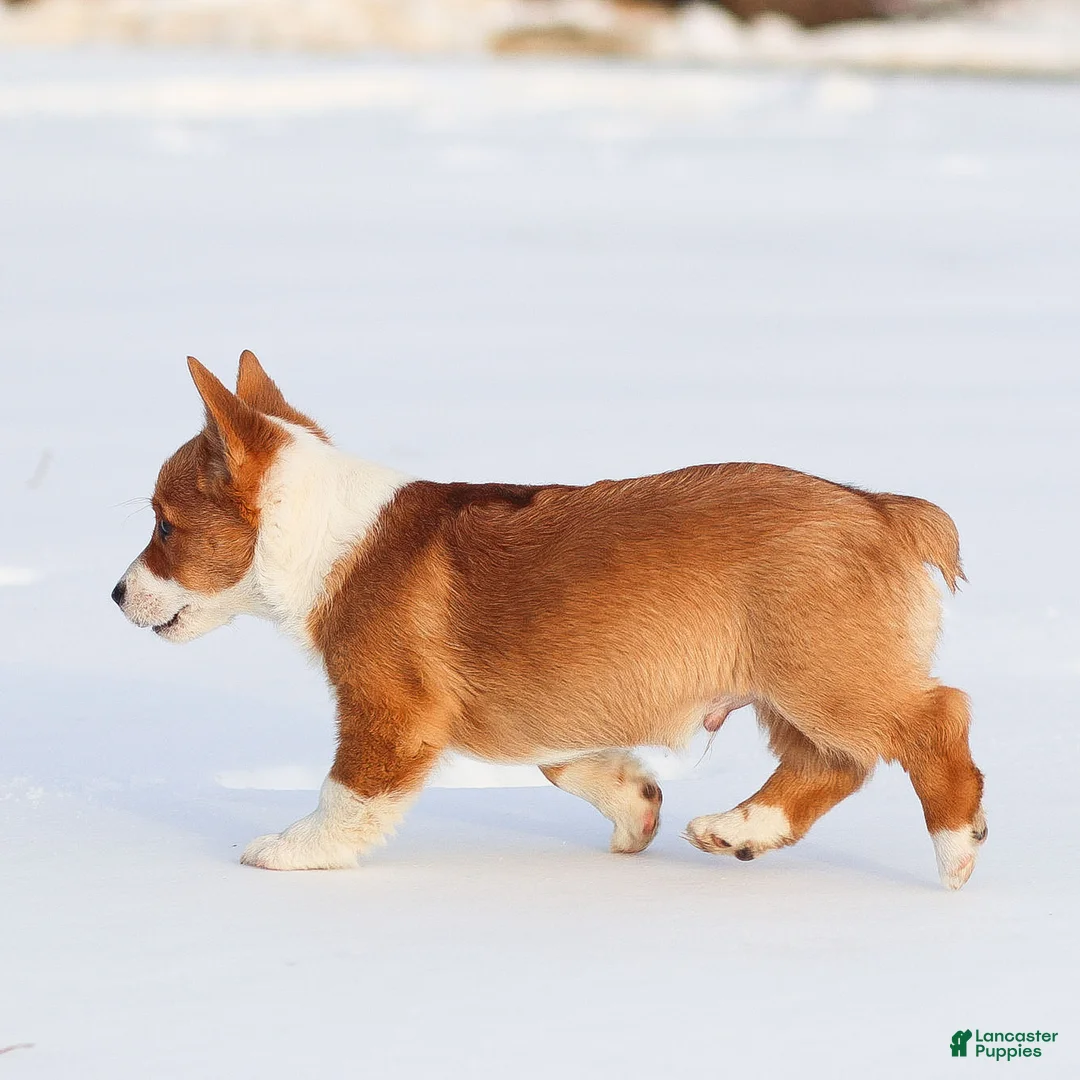 Welsh Corgi Pembroke dogs for sale: Kadin Welsh Corgi Pembroke - Ad 7