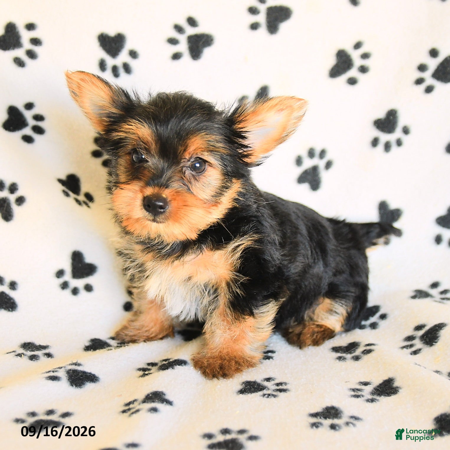 Yorkshire Terrier dogs Nora - Ad 2