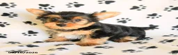 Yorkshire Terrier dogs for sale: Nora - Ad 2