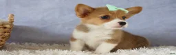 Welsh Corgi Pembroke dogs for sale: Zella 💗 - Ad 4