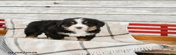 Bernese Mountain Dog dogs for sale: Murphy - Ad 2