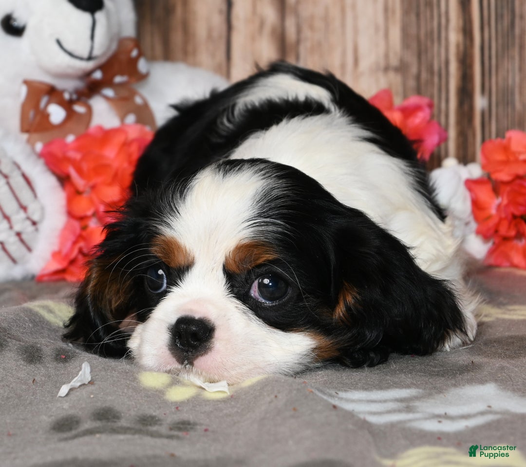 Cavalier King Charles Spaniel dogs for sale: Everest - Ad 3
