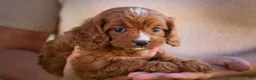 Cavapoo dogs for sale: Kristina   - Ad 13