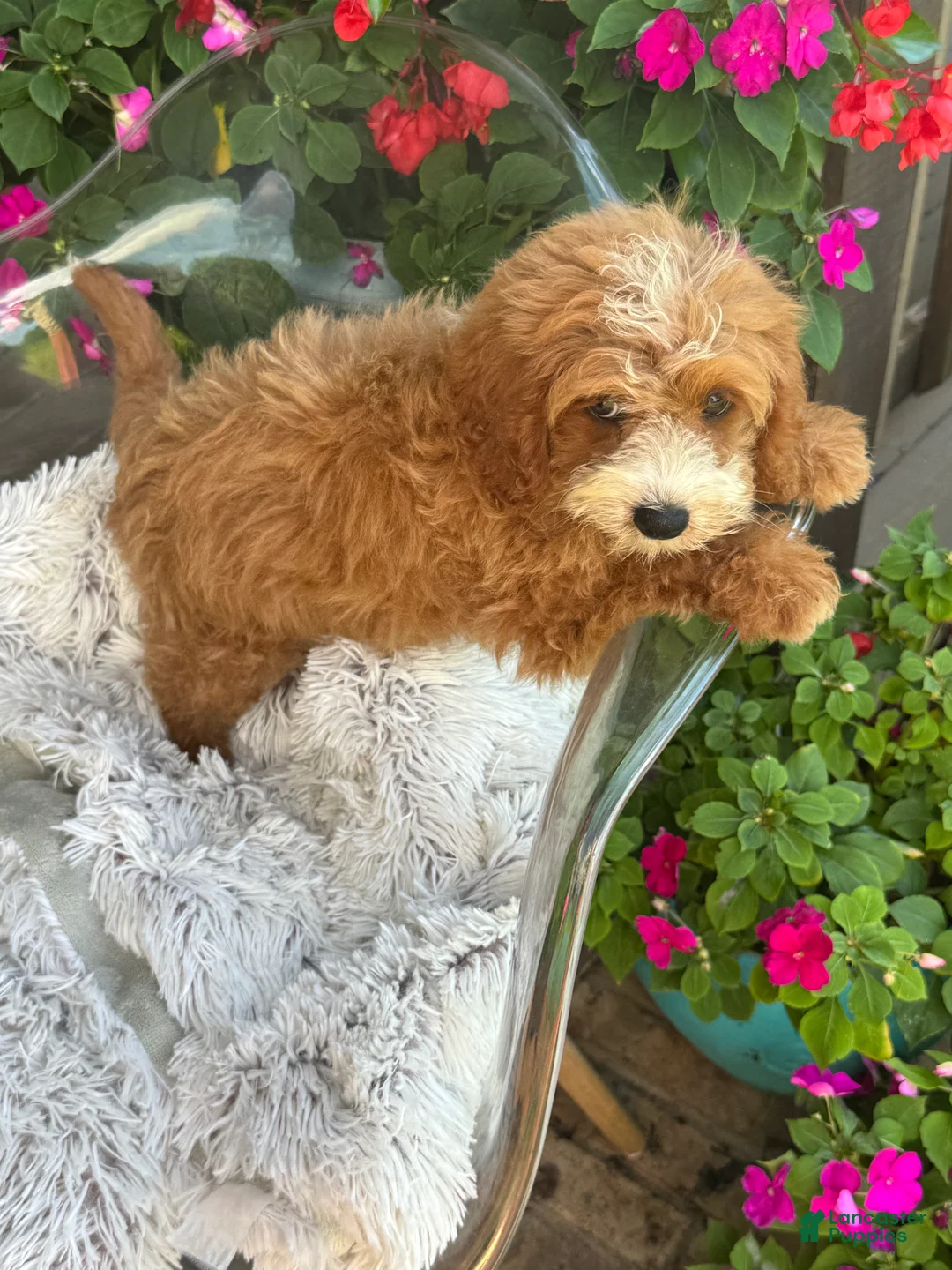 Mini Bernedoodle dogs for sale: Beaver - Ad 11