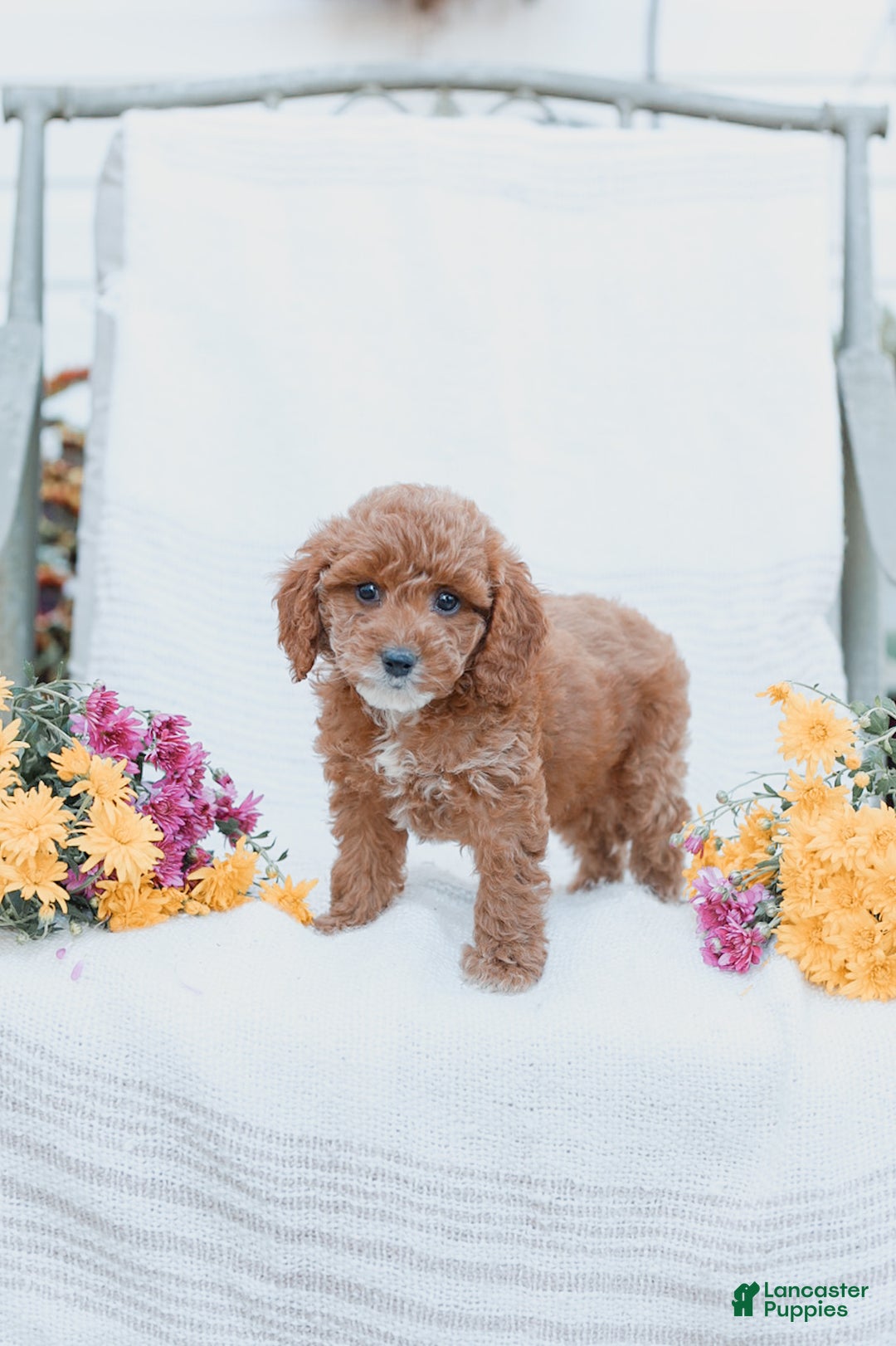 Cockapoo dogs for sale: Curtis - Ad 6