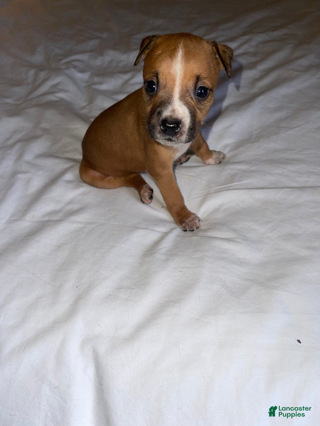 American Pit Bull Terrier dogs for sale: American Pit Bull Terrier Puppy 9 - Ad 4