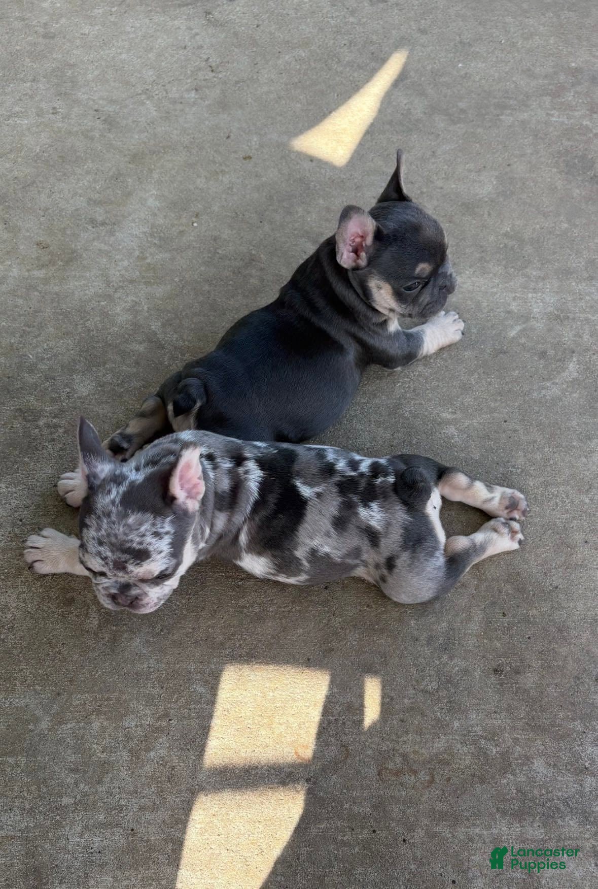 French Bulldog dogs Honey - Ad 41