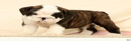 English Bulldog dogs for sale: Aurelia - Ad 5
