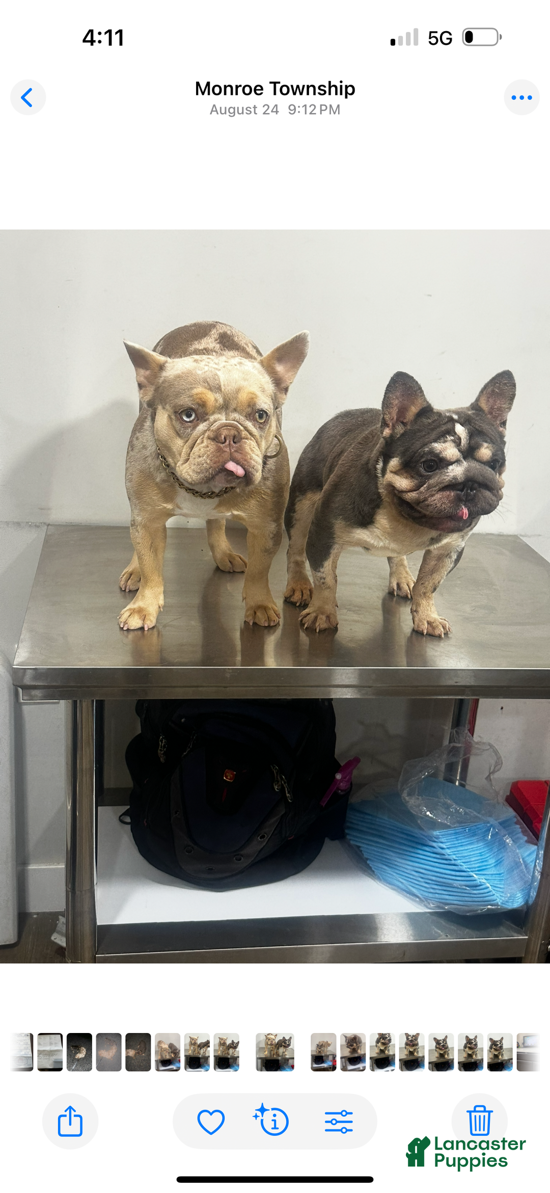 French Bulldog dogs for sale: French Bulldog Puppy 1 - Ad 7