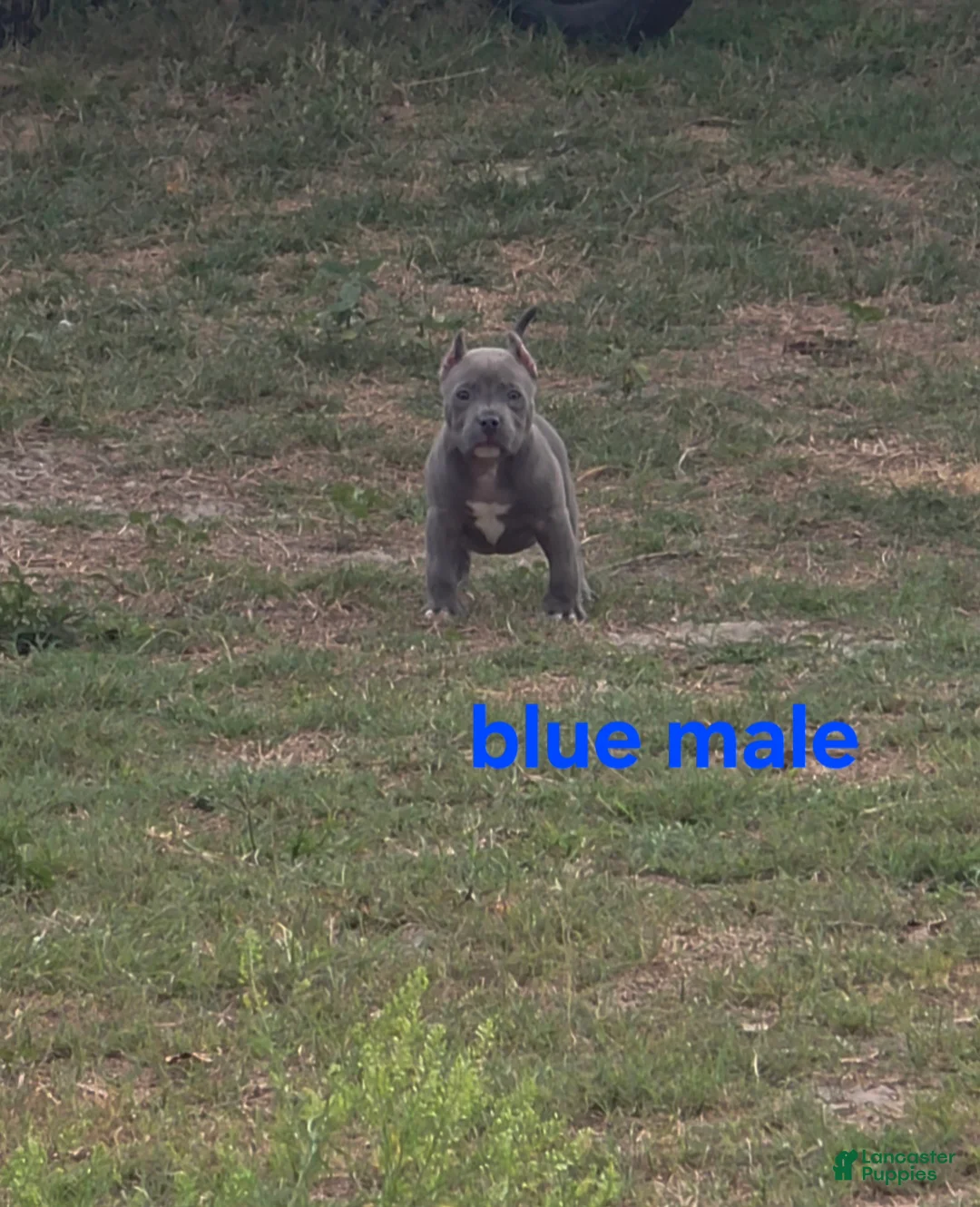American Bully dogs for sale: American Bully Puppy 1 - Ad 1
