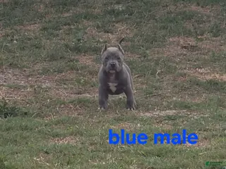 American Bully dogs American Bully Puppy 1 - Ad 6
