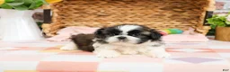 Shih Tzu dogs for sale: Aspen  - Ad 5