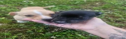 Chiweenie dogs for sale: Chiweenie Puppy 1 - Ad 5