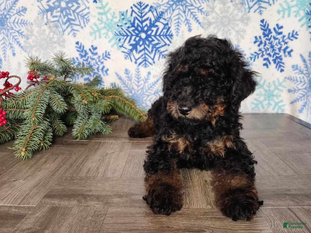 Mini Bernedoodle dogs for sale: Klaus - Ad 3