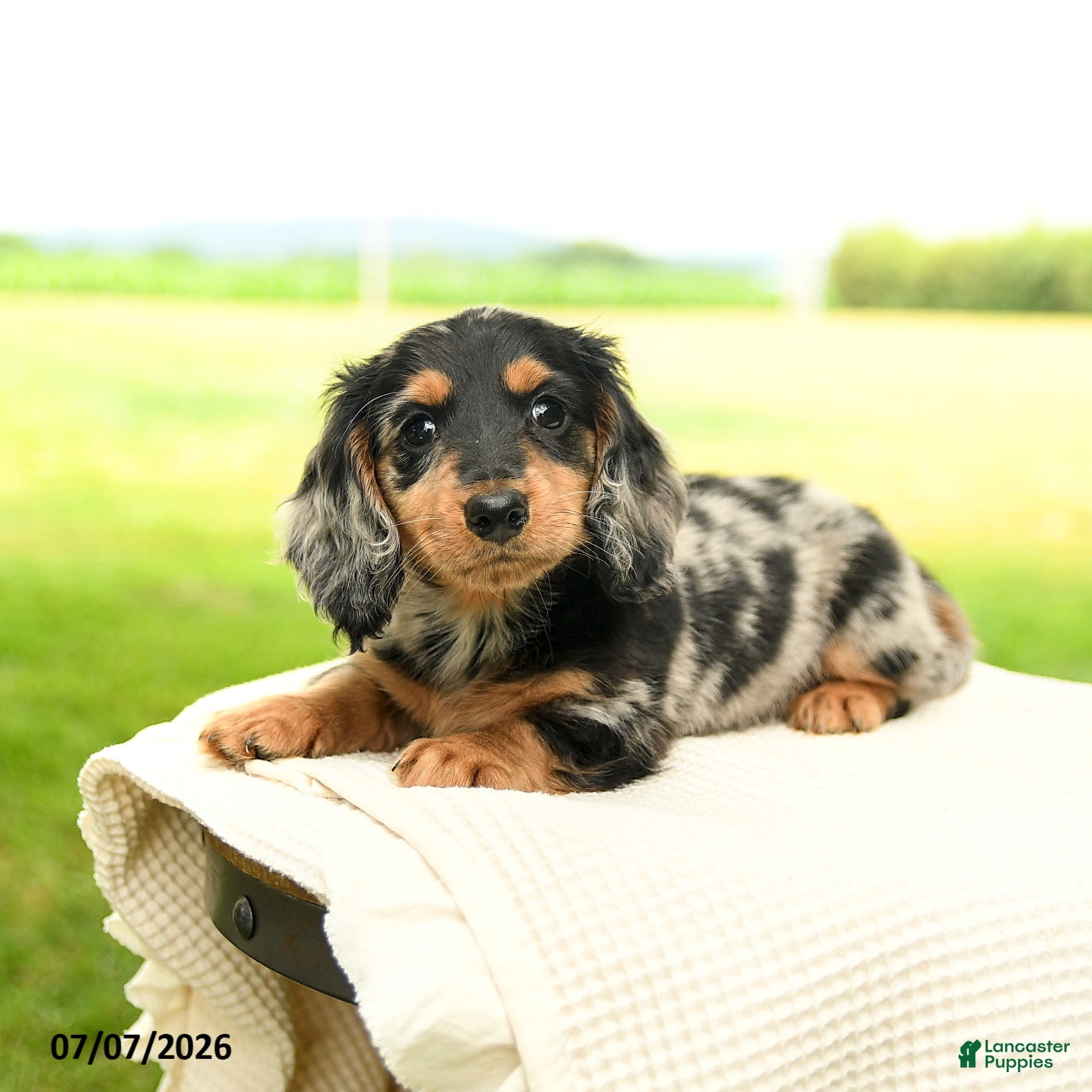 Miniature Dachshund dogs Clark - Ad 2