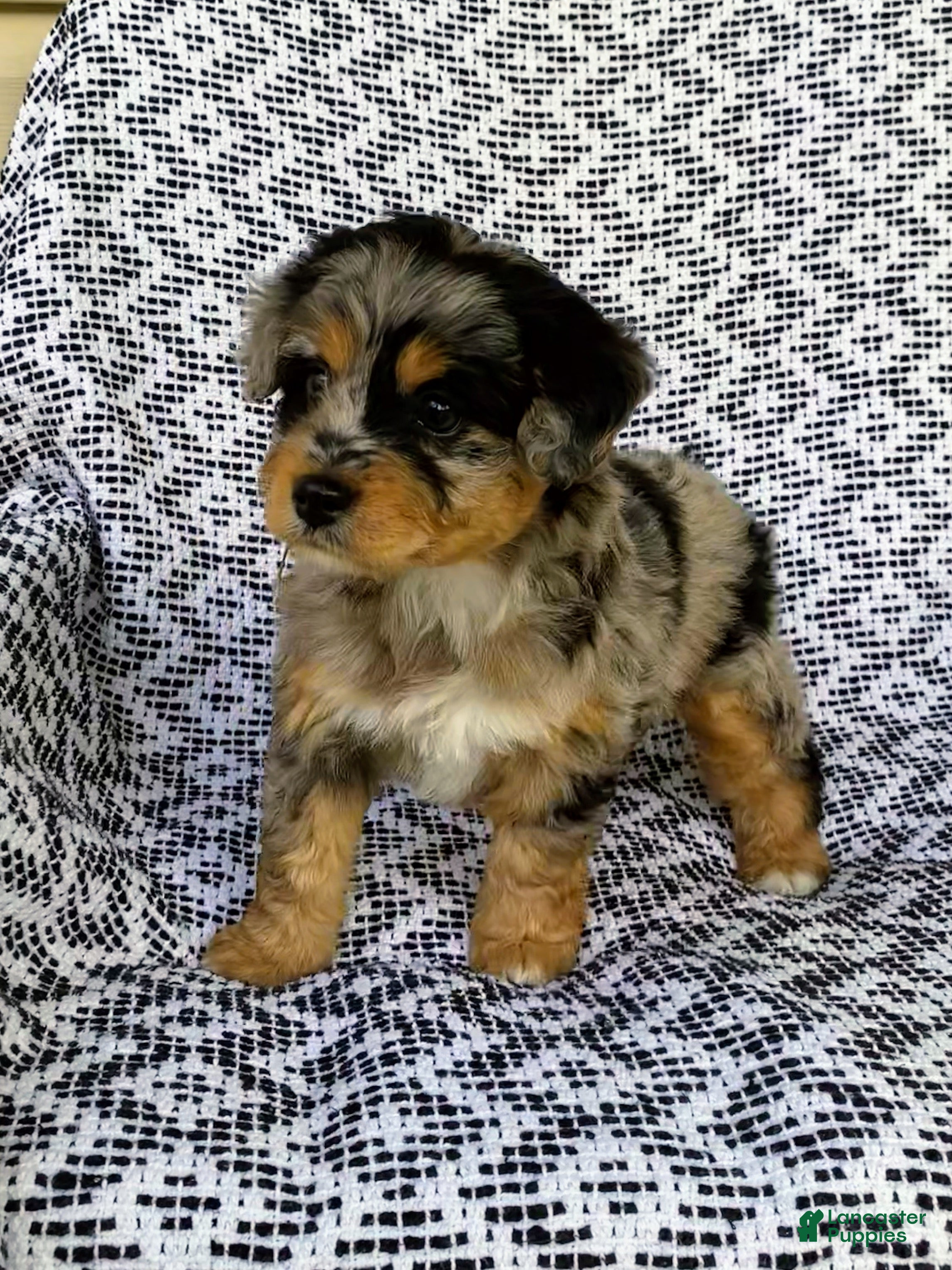 Mini Aussiedoodle dogs Chloe - Ad 1