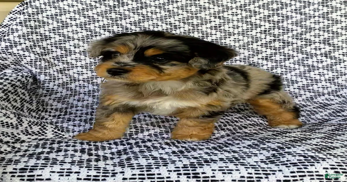 Chloe Mini Aussiedoodle for sale in Sugarcreek | Lancaster Puppies