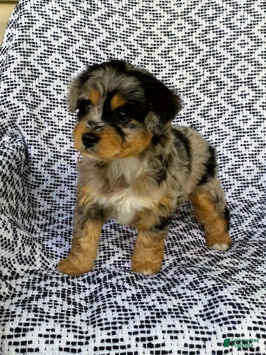Mini Aussiedoodle dogs for sale: Chloe - Ad 1