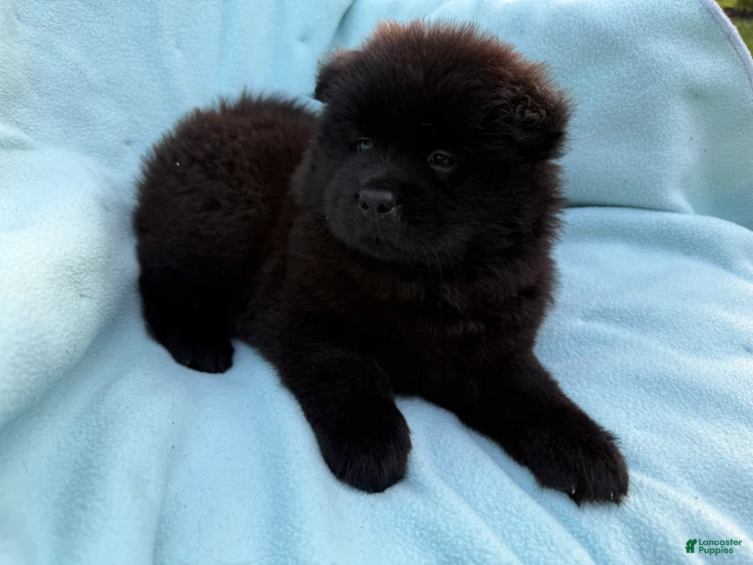 Chow Chow dogs for sale: Hoku - Ad 1