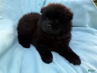 Chow Chow dogs Hoku - Ad 31