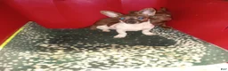 Chihuahua dogs for sale: Rat-Chi  - Ad 2