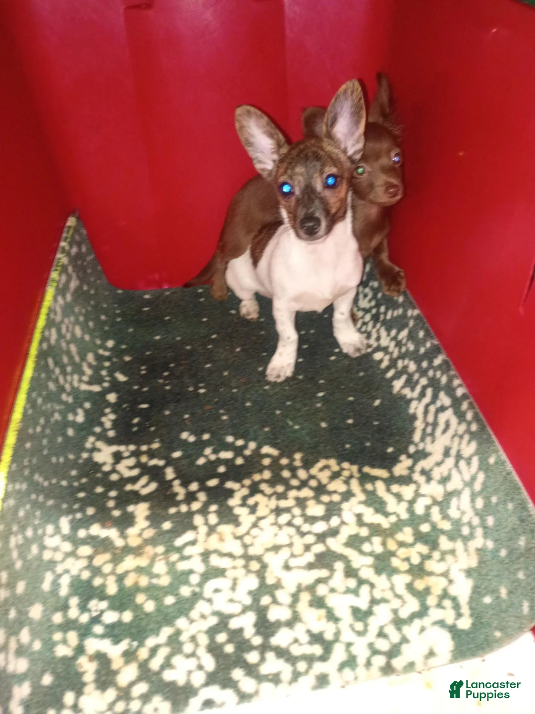 Chihuahua dogs for sale: Rat-Chi  - Ad 2