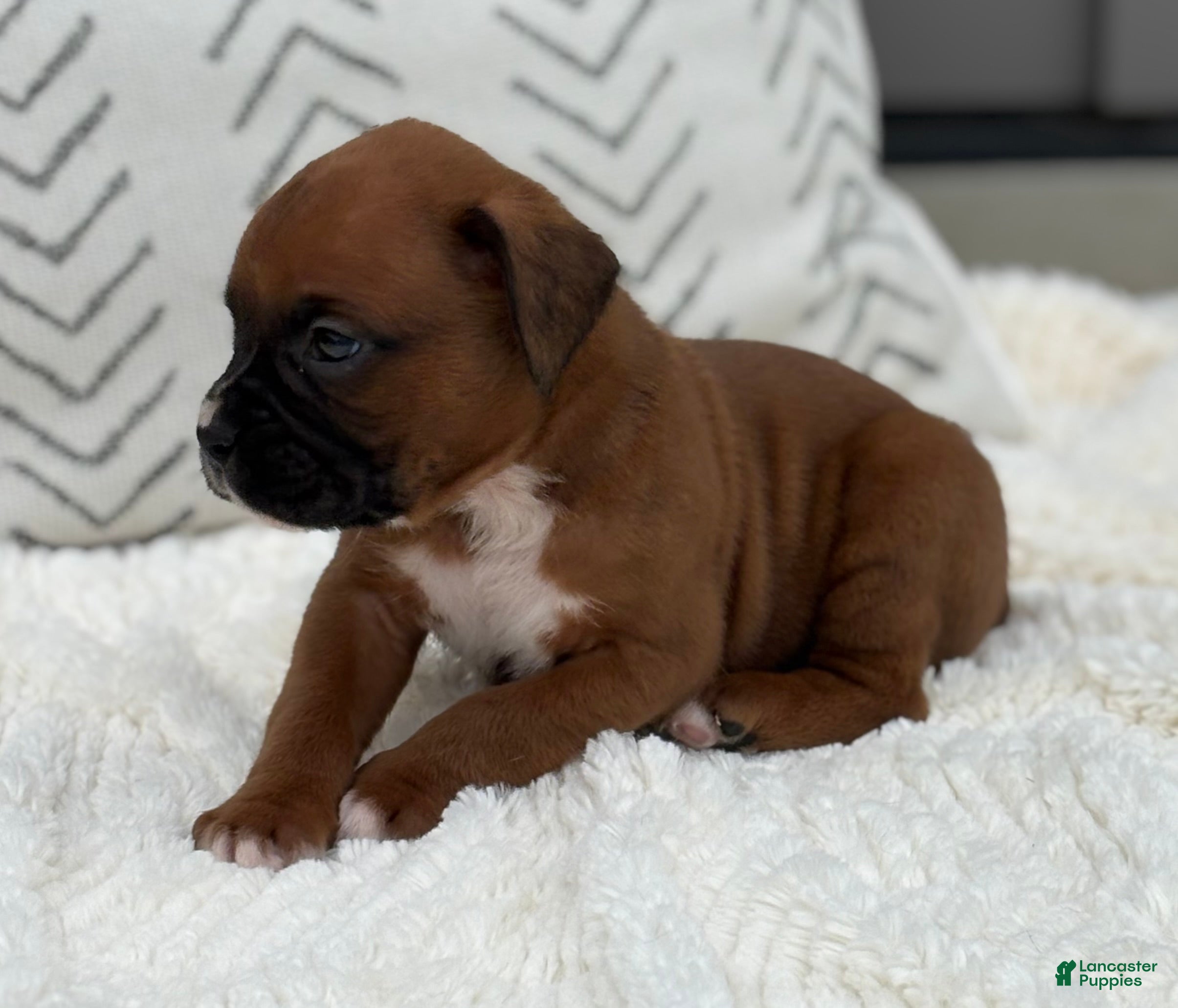 Boxer dogs Opi - Ad 2
