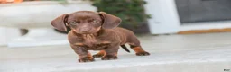 Dachshund dogs for sale: Americano - Ad 7