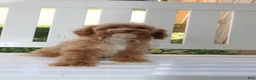 Shihpoo dogs for sale: Theo - Ad 10