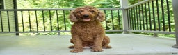 Miniature Poodle dogs for sale: Odell - Ad 8