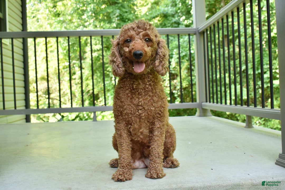 Miniature Poodle dogs for sale: Odell - Ad 8