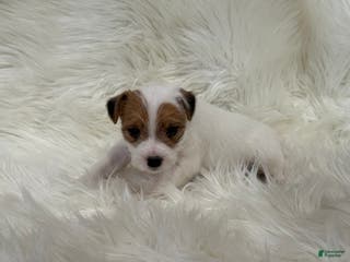 Jack Russell Terrier dogs Reddit Puppy 3 - Ad 25
