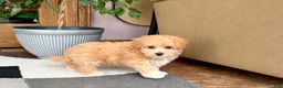 Maltipoo dogs for sale: Jaden  - Ad 9