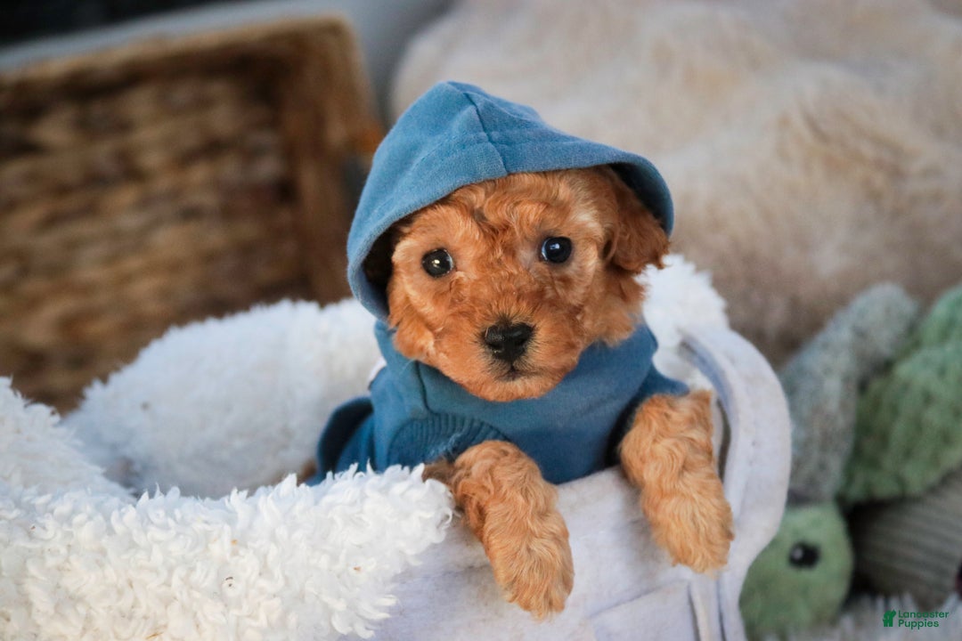 Miniature Poodle dogs for sale: Fredrick - Ad 4