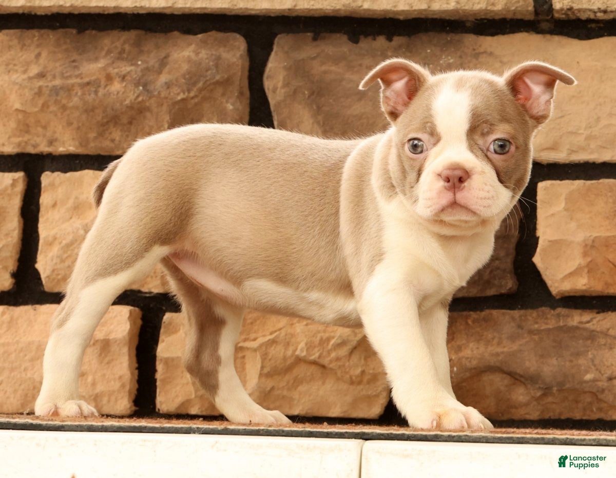 Boston Terrier dogs for sale: Cammie - Ad 3