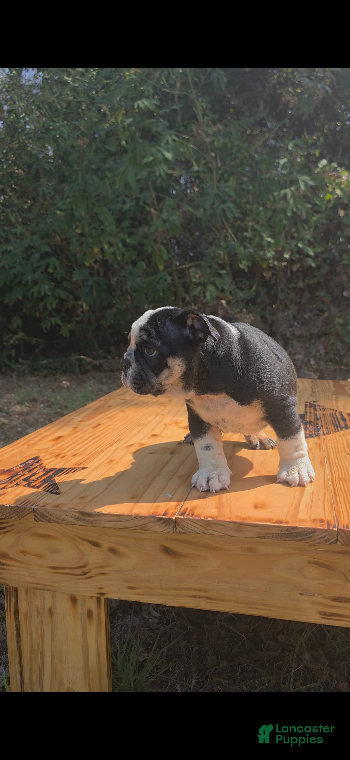 English Bulldog dogs BEAN - Ad 2