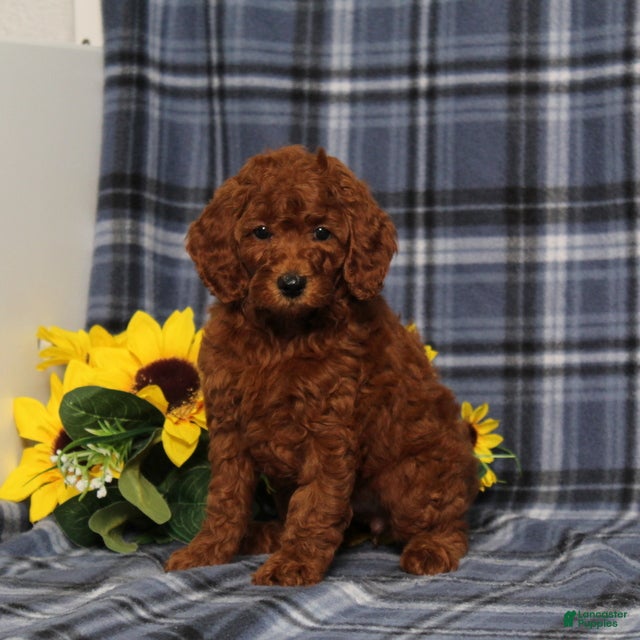 Miniature Poodle dogs Delaney - Ad 1