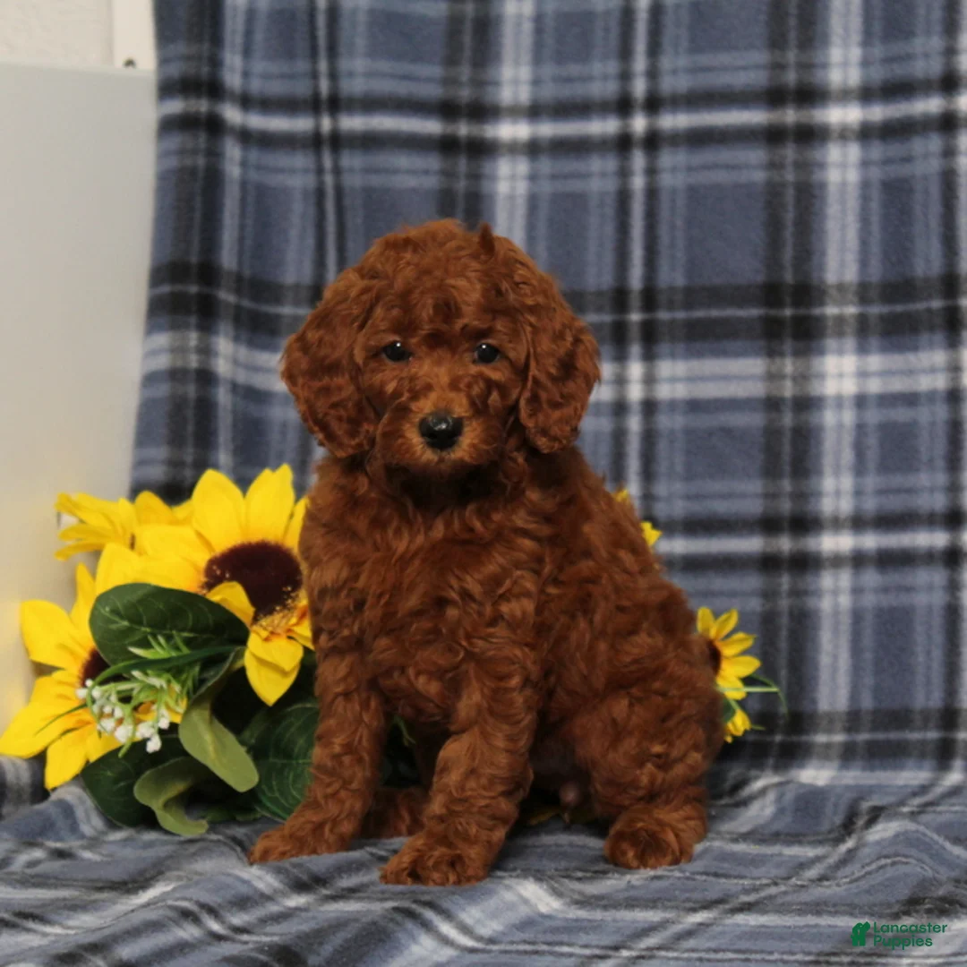 Miniature Poodle dogs for sale: Delaney - Ad 1
