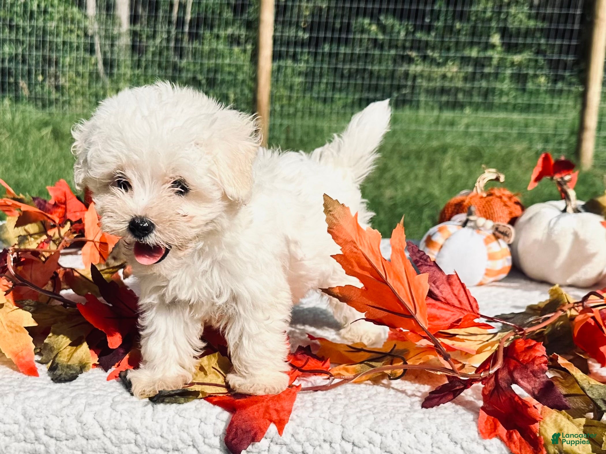 Maltese dogs Maltese 1 - Ad 1