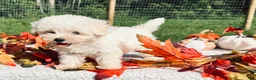 Maltese dogs for sale: Maltese 1 - Ad 1