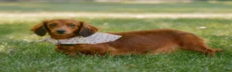 Miniature Dachshund dogs for sale: Indy  - Ad 10